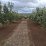 SM1700 Gübrematik Katı Gübre, Kompost Gübre Dağıtma Makinesi (Çift Helezonlu) - Görsel 6